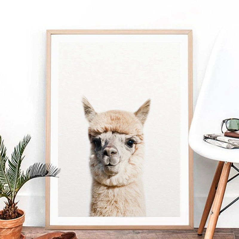 Baby Alpaca Canvas Print