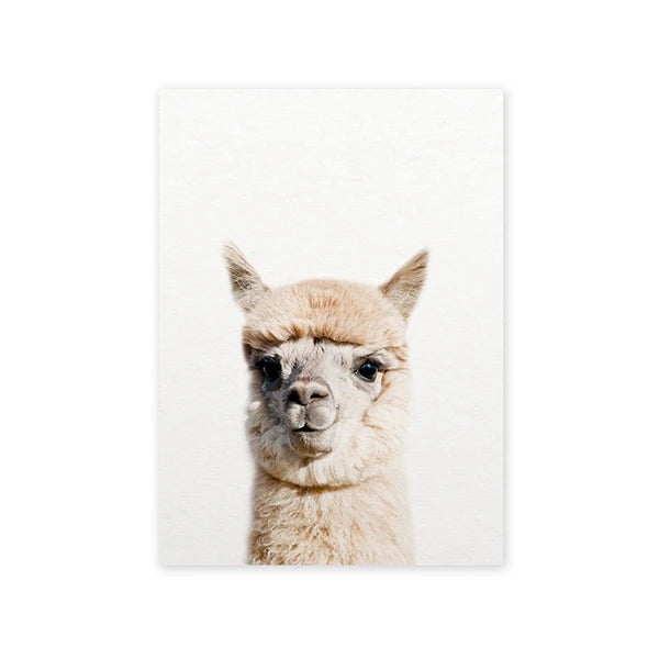 Baby Alpaca Canvas Print
