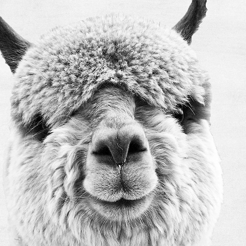 Baby Alpaca Canvas Print