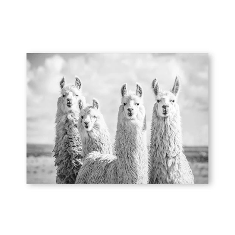 Baby Alpaca Canvas Print