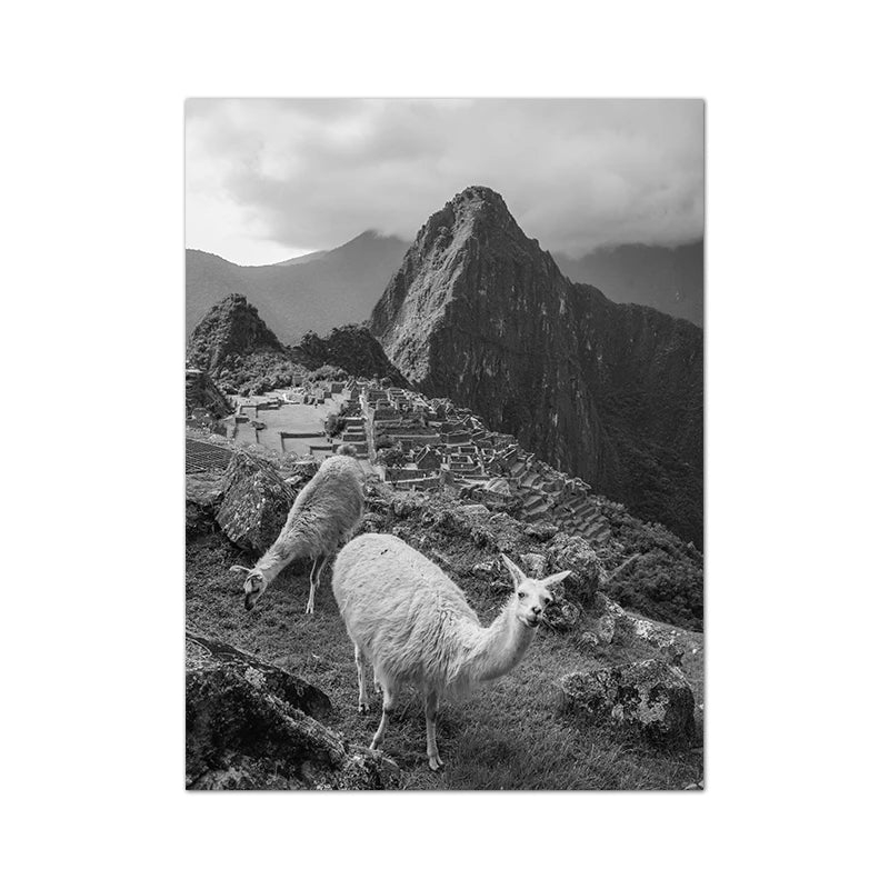 Baby Alpaca Canvas Print