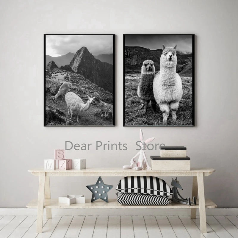 Baby Alpaca Canvas Print