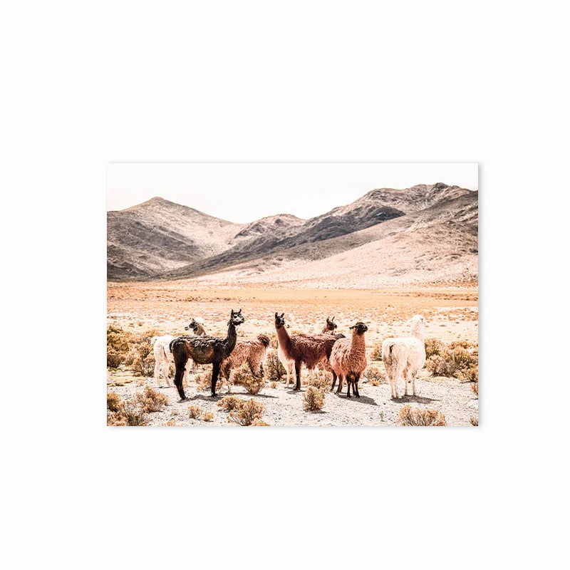 Baby Alpaca Canvas Print