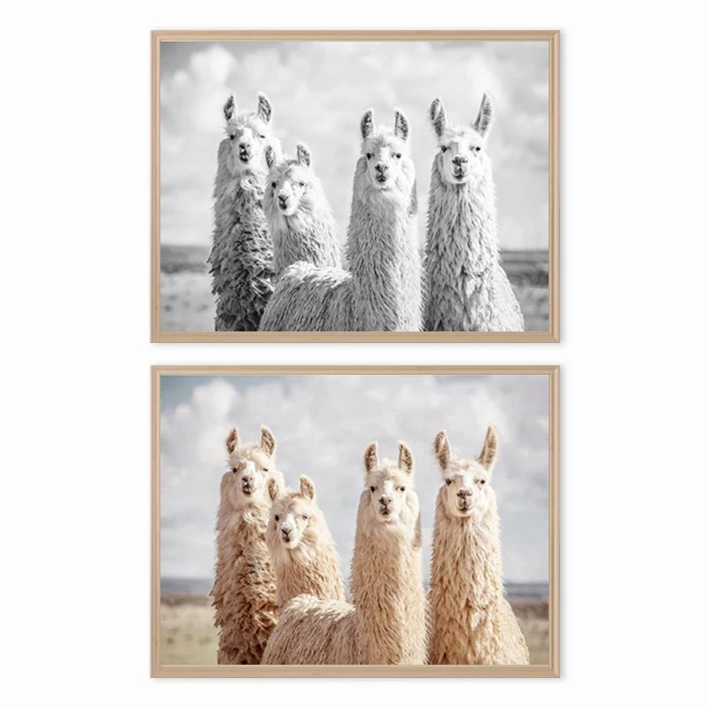 Baby Alpaca Canvas Print