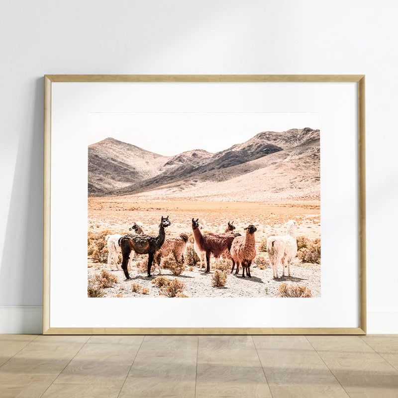 Baby Alpaca Canvas Print