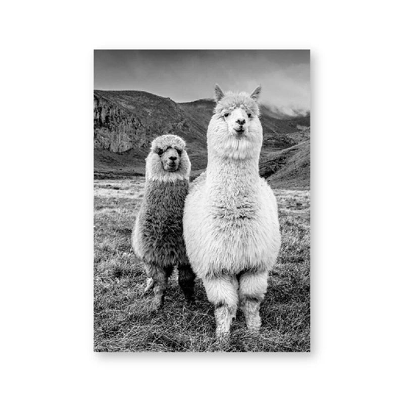 Baby Alpaca Canvas Print