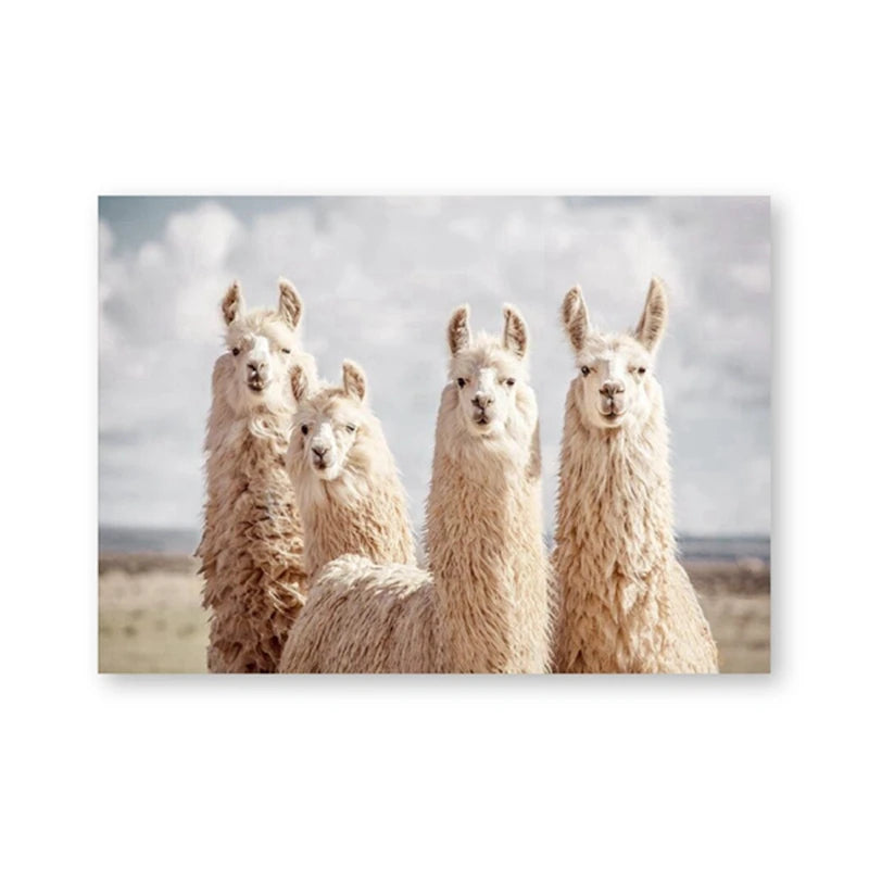 Baby Alpaca Canvas Print