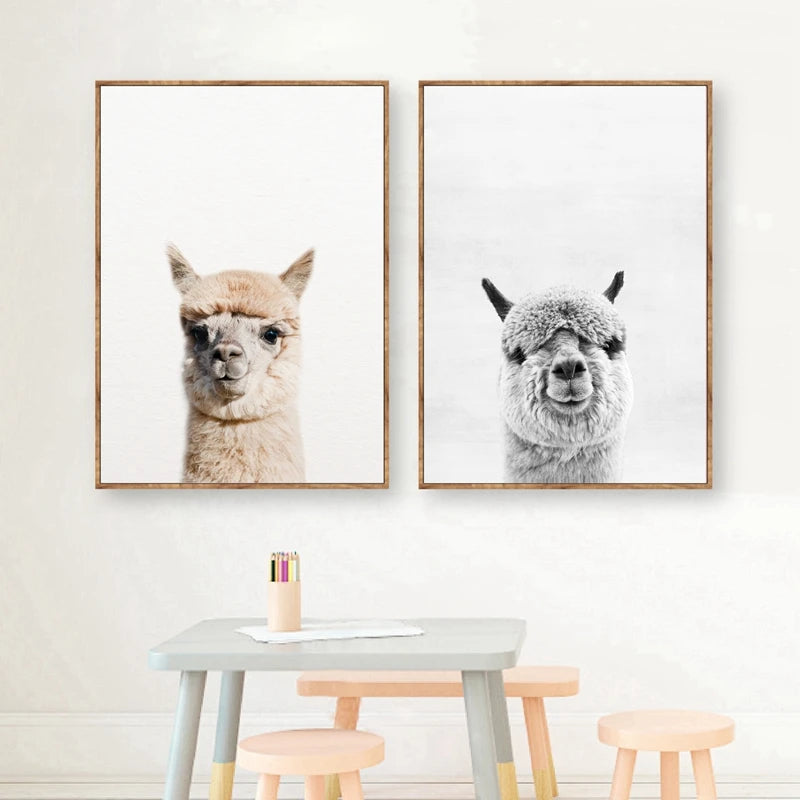 Baby Alpaca Canvas Print