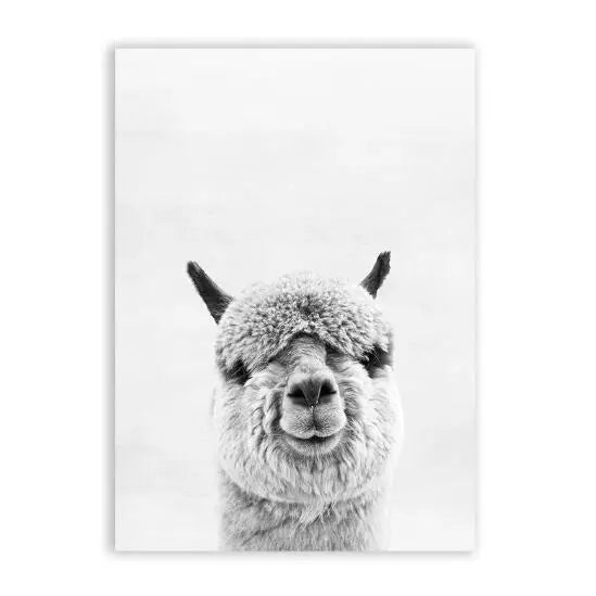 Baby Alpaca Canvas Print